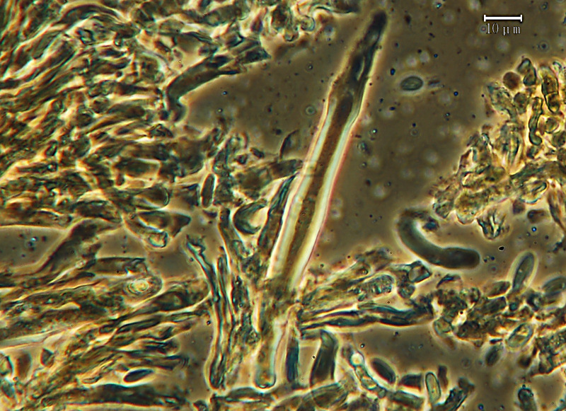 Crustoderma dryinum (Berk. & M.A. Curtis) Parmasto